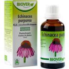 Echinacea Purpurea 50 ml